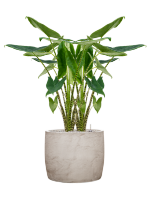 Alocasia zebrina en Baq Algar