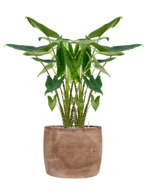 Alocasia zebrina en Baq Algar