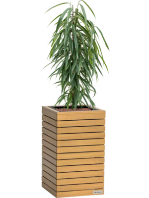 Ficus binnendijkii 'Alii' en Lechuza Palo Natural Wood 35