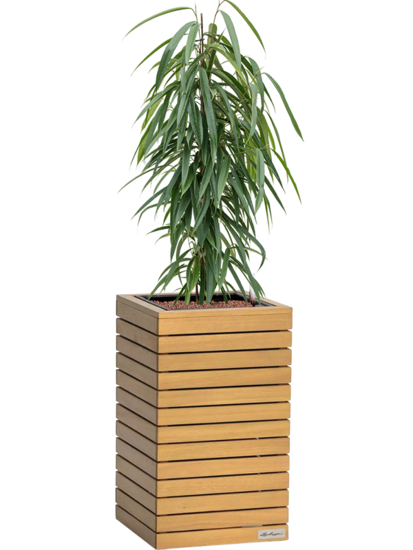 Ficus binnendijkii 'Alii' en Lechuza Palo Natural Wood 35