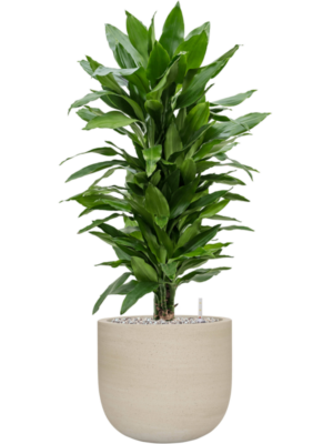 tDracaena fragrans 'Janet Lind' en Cement & Stone