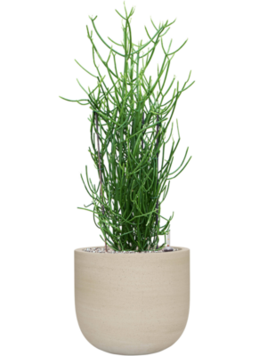 Euphorbia tirucalli en Cement & Stone