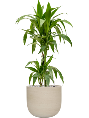Dracaena fragrans 'Janet Craig' en Cement & Stone
