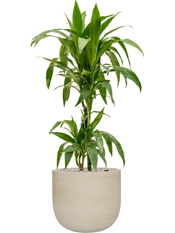 Dracaena fragrans 'Janet Craig' en Cement & Stone, Pottery Pots