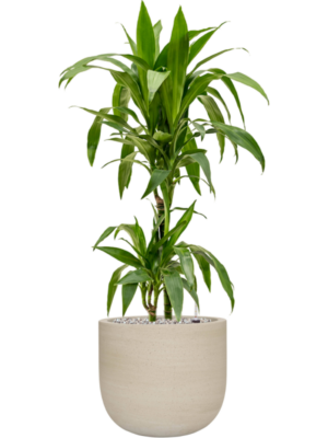 Dracaena fragrans 'Janet Craig' en Cement & Stone