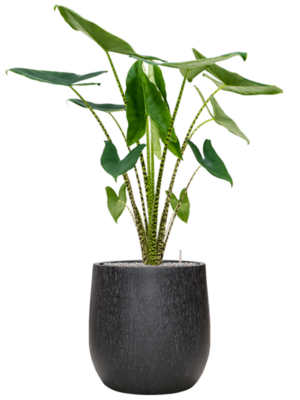 Alocasia zebrina en Baq Raindrop