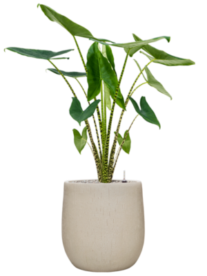 Alocasia zebrina en Baq Raindrop