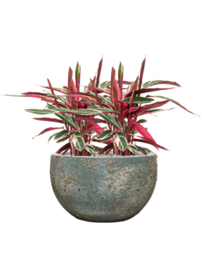 Stromanthe Sanguinea 'Triostar' en Baq Sandora
