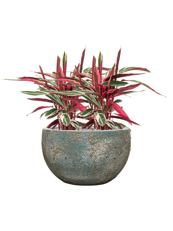 Stromanthe Sanguinea 'Triostar' en Baq Sandora