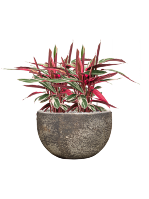 Stromanthe Sanguinea 'Triostar' en Baq Sandora