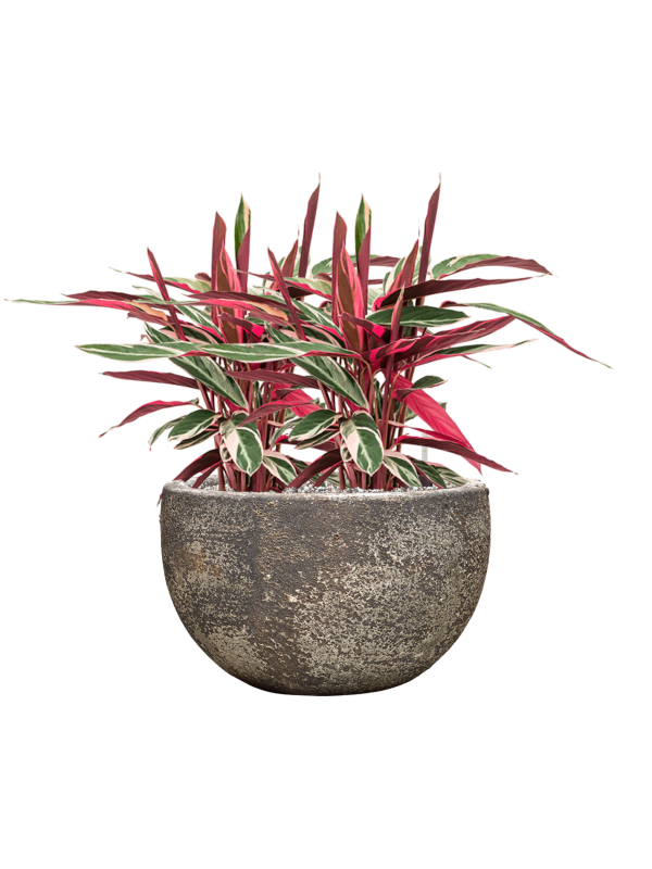 Stromanthe Sanguinea 'Triostar' en Baq Sandora
