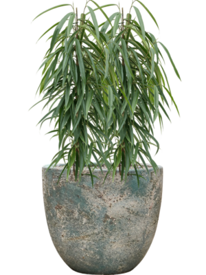 Ficus binnendijkii 'Alii' en Baq Sandora