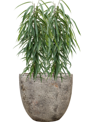 Ficus binnendijkii 'Alii' en Baq Sandora