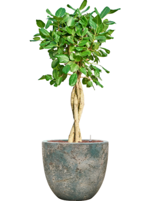 Ficus benghalensis 'Audrey' en Baq Sandora