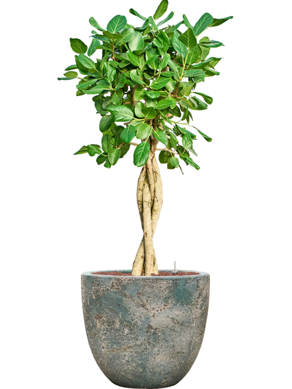 Ficus benghalensis 'Audrey' en Baq Sandora
