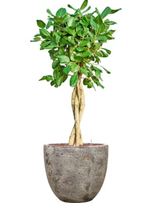 Ficus benghalensis 'Audrey' en Baq Sandora