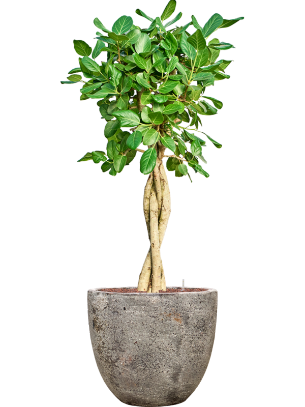 Ficus benghalensis 'Audrey' en Baq Sandora