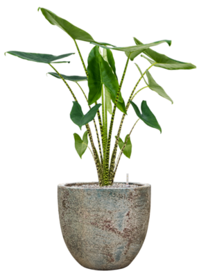 Alocasia zebrina en Baq Sandora