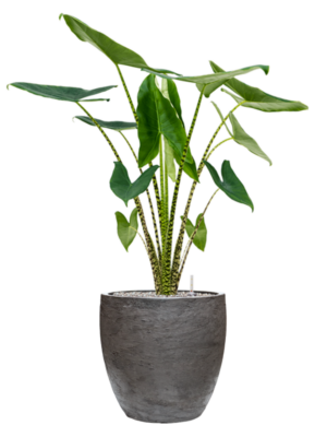 Alocasia zebrina en Baq Algar