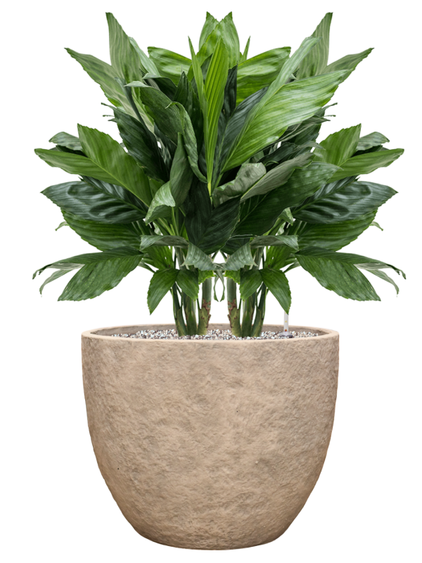 Chamaedorea metallica en Coast Mountains, Private label