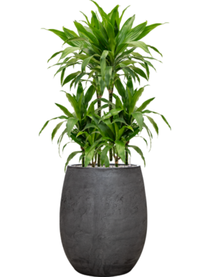 Dracaena fragrans 'Janet Craig' en Baq Algar