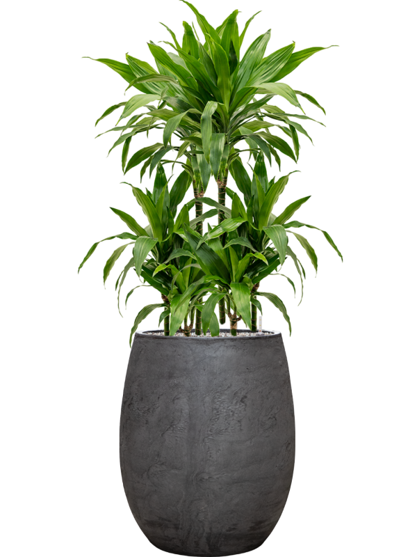 Dracaena fragrans 'Janet Craig' en Baq Algar