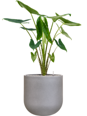 Alocasia zebrina en Rotunda Urban