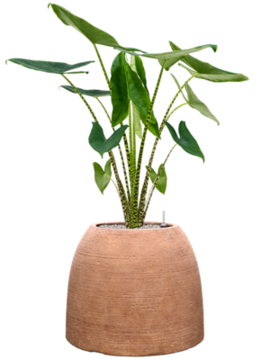 Alocasia zebrina en Colorado