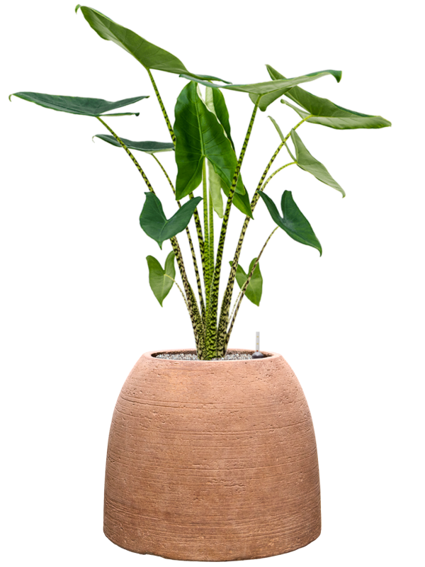 Alocasia zebrina en Colorado, Private label