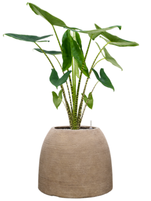 Alocasia zebrina en Colorado
