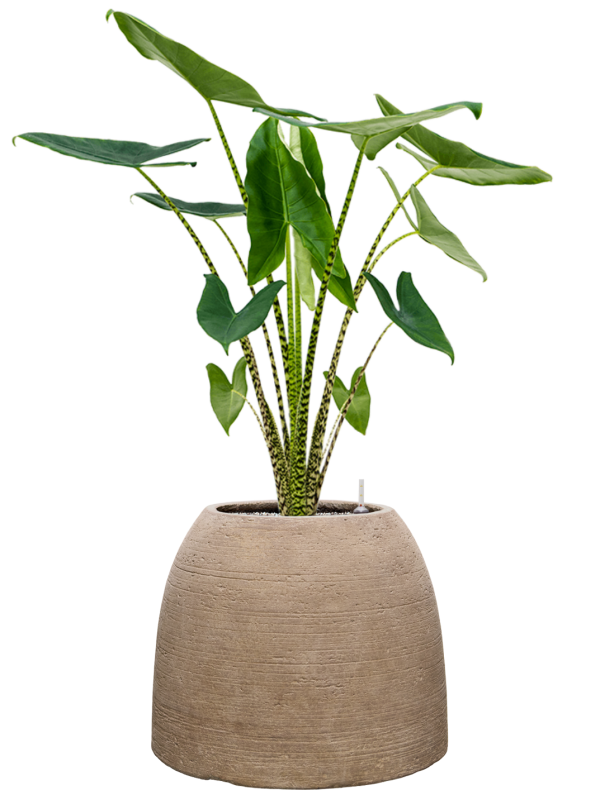 Alocasia zebrina en Colorado, Private label