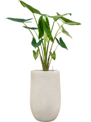 Alocasia zebrina en Antwerp