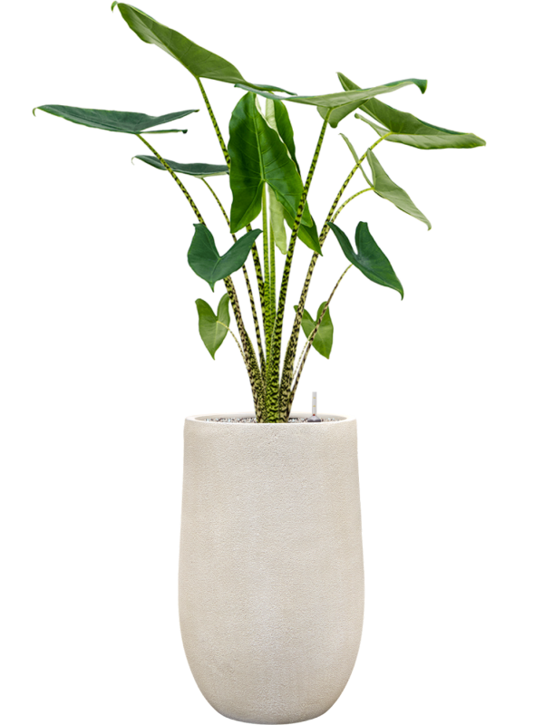 Alocasia zebrina en Antwerp, Private label