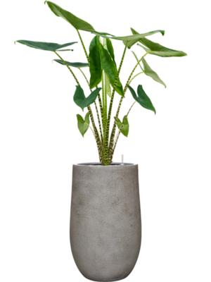 Alocasia zebrina en Antwerp