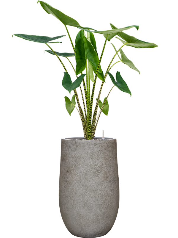 Alocasia zebrina en Antwerp, Private label