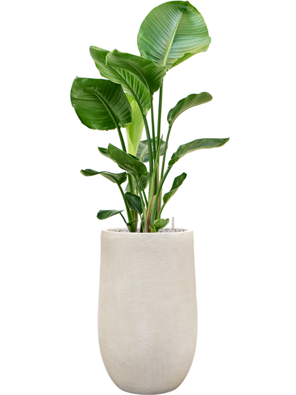 Strelitzia nicolai en Antwerp, Private label
