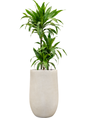 Dracaena fragrans 'Janet Craig' en Antwerp
