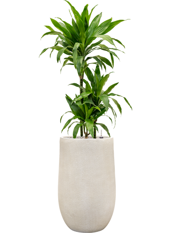 Dracaena fragrans 'Janet Craig' en Antwerp, Private label