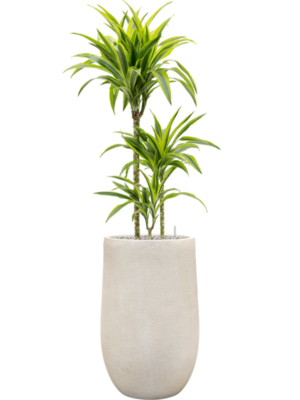 Dracaena fragrans 'Lemon Lime' en Antwerp