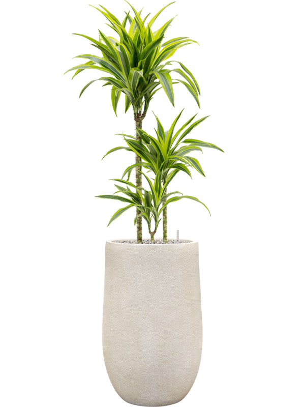 Dracaena fragrans 'Lemon Lime' en Antwerp, Private label