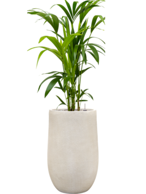 Kentia (Howea) forsteriana en Antwerp