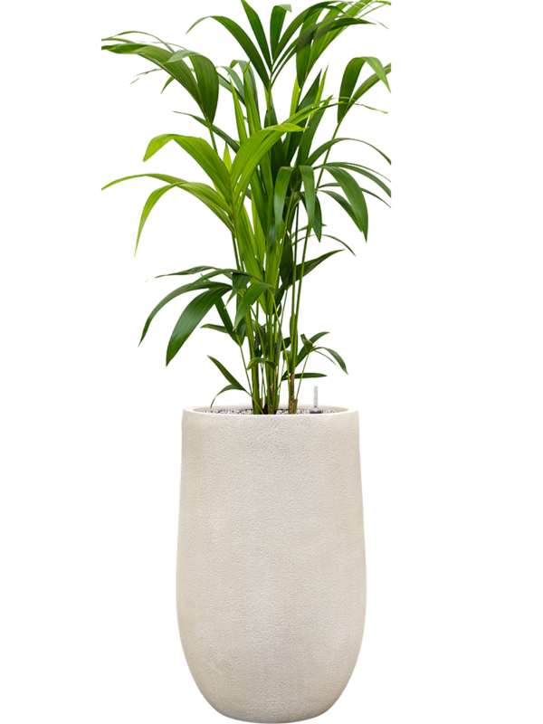 Kentia (Howea) forsteriana en Antwerp, Private label