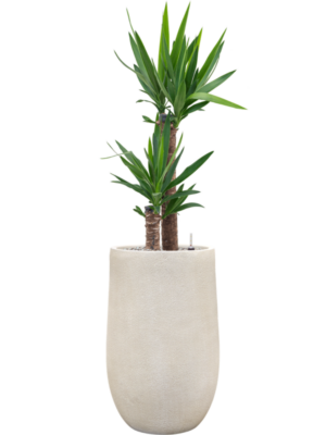 Yucca elephantipes en Antwerp