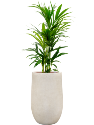 Kentia (Howea) forsteriana en Antwerp
