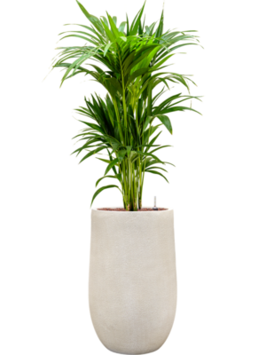 Kentia (Howea) forsteriana en Antwerp