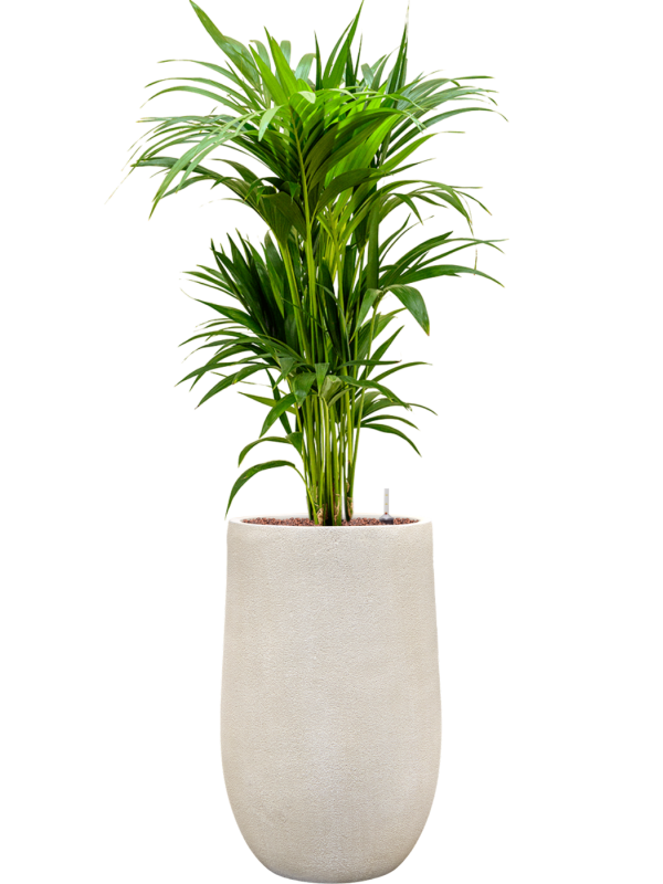 Kentia (Howea) forsteriana en Antwerp, Private label