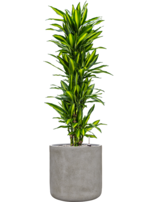 Dracaena fragrans 'Cintho' en Antwerp