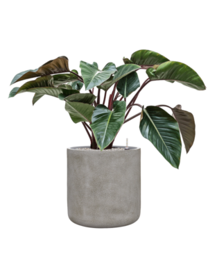 Philodendron 'Red Beauty' en Antwerp