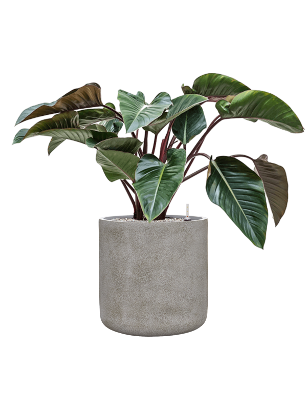 Philodendron 'Red Beauty' en Antwerp, Private label