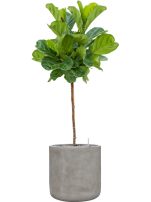 Ficus lyrata en Antwerp